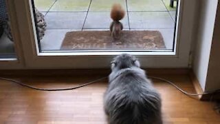 Gata observa esquilo com demasiada atenção