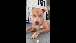 Dog owner sees if her pup can pass the "leave it" challenge