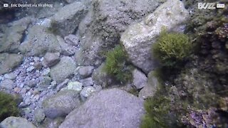 Un crabe se sert d'algues comme camouflage