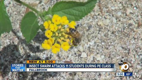 Swarm attacks 11 students during P.E. class
