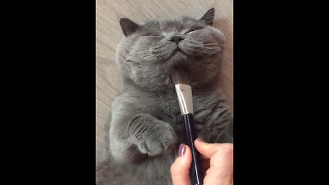 Relaxed kitty gets pampered by owner