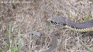 Snake turns cannibal and devours foe