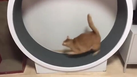 Watch how this cat falls on the ground in a funny way after exercising#animal#cat#fun
