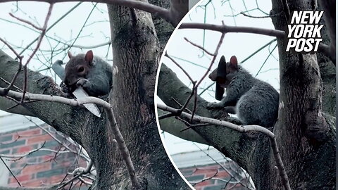 This is nuts! Don't mess with this knife-wielding squirrel