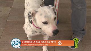 Nashville Humane Association Pet of the Week 7-28-17