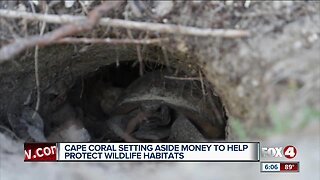 Cape Coral creates $100K fund to protect local wildlife