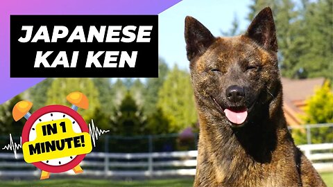 Japanese Kai Ken - In 1 Minute! 🐶 One Of The Rarest Dog Breeds In The World | 1 Minute Animals