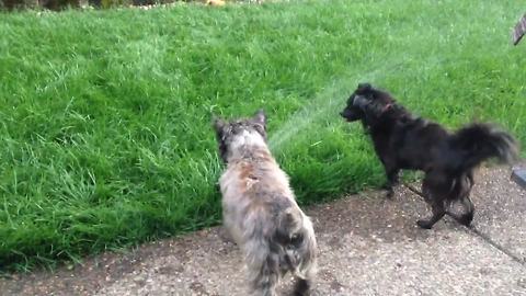 Two Funny Dogs Freshen Up On A Lawn Water Sprinkler