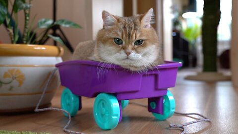 Hosico Cat New Car 🚙