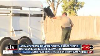 Animals evacuated to Kern County Fairgrounds after multiple fires