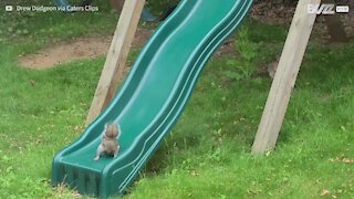 Cet écureuil a découvert une nouvelle activité