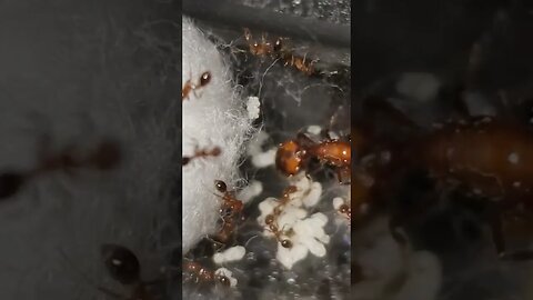 solenopsis geminata queen and brood