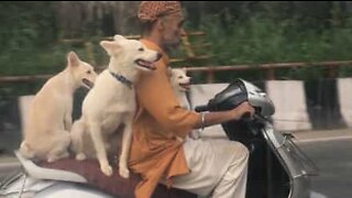 Des chiens en balade sur le scooter de leur maître