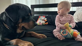 Rottweiler Takes Away Baby Toy