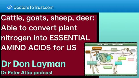 DON LAYMAN 7 | Cattle, goats, sheep, deer: Convert plant nitrogen into ESSENTIAL AMINO ACIDS for US
