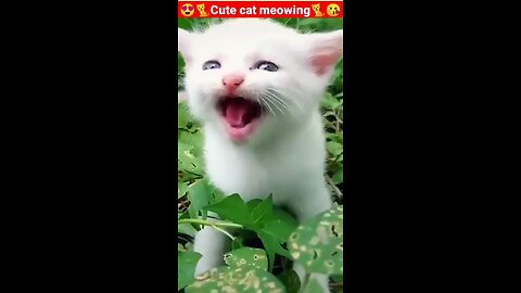 Cat Meowing🌹🐈🐈🌹|Cat Sound| Cute Cat Videos #shorts #cat #cats #dog #puppy #catlover