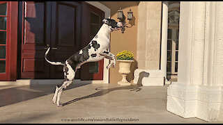 Funny Bouncing Great Dane Goes On Squirrel Patrol