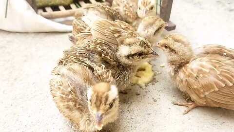 Teetar Chicks Feeding | Dakhni Teetar Chicks | Irani Teetar Chicks | Partridge