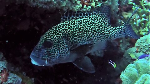 Scuba diver meets strikingly beautiful Harlequin Sweetlips on the coral reef