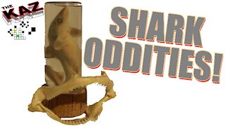 Baby Shark in a Bottle and Jaws Oddities