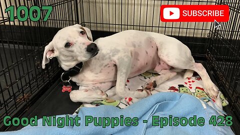[1007] GOOD NIGHT PUPPIES - EPISODE 428 [#dogs #doggos #doggos #puppies #dogdaycare]