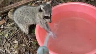 Adorable raccoon washes paws in bucket