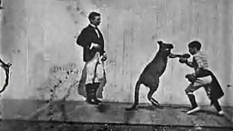 The Boxing Kangaroo (1896 Film) -- Directed By Birt Acres -- Full Movie