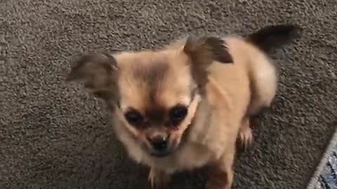 Super excited chihuahua puppy ready for playtime
