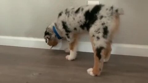 Aussie puppy shows 'evil' doorstop who's boss