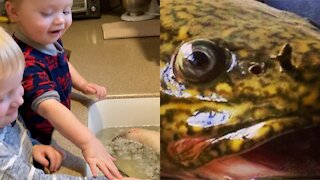 How to Cook Ugly (Burbot Clean and Cook)
