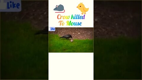 Crow killed to mouse 🐀#shorts #shortsfeed #youtubeshorts