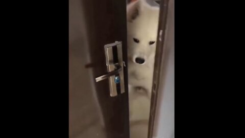 Doggo opens house door for owner! 🤣😍😊 #shorts