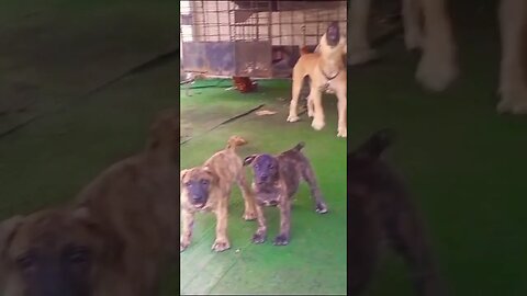 Boerboel Family barking time 🐾 #shorts #doglover #boerboel #dogbarking #puppy