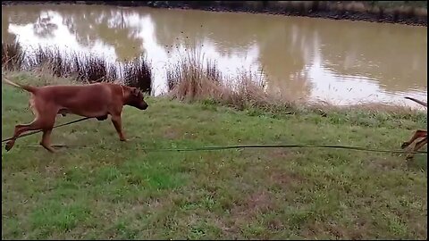 Rhodesian Ridgeback Gaiting Beautifully Despite Hazards