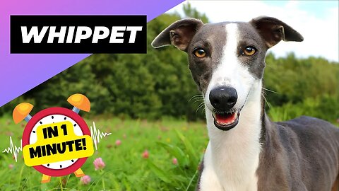 Whippet - In 1 Minute! 🐶 A Great Choice for First-Time Dog Owners | 1 Minute Animals