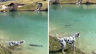 Sweet dog gently kisses fish in pond