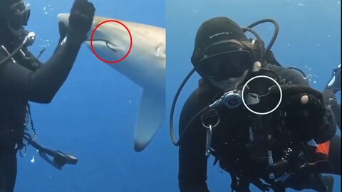 A diver helped this female shark by removing a big hook.