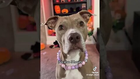 Try Not to Laugh: Hilarious Pitbull Going Viral #laughtertherapy #dog #pitbull #viral #trynottolaugh