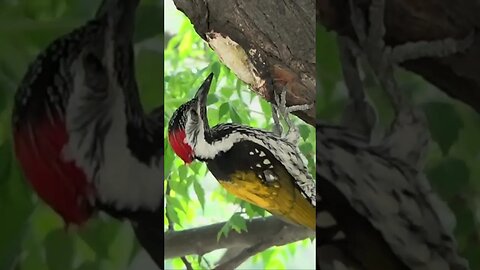 Lesser Goldbacked Woodpecker
