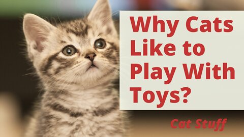 3 Why Cats Like to Play With Toys? Cat Behavior Meaning And Pet Cat Care Tips: what cats like to do