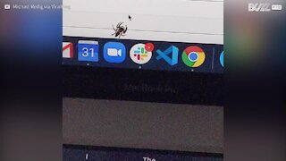 Aracnídeo tenta atacar cursor do mouse!