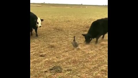 The bird resists the attack of cows