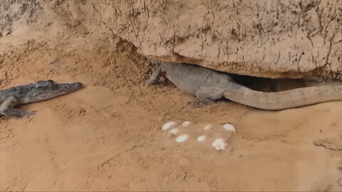 Lizard defense when attacked by a crocodile