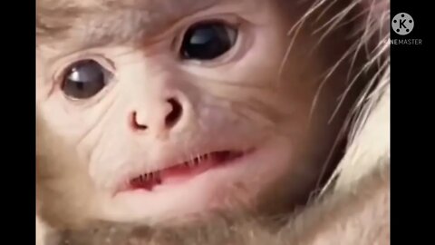 Monkey funny video || #globalamazing, cute 🐵 monkey #longvidio #YouTubelongvideo #longfeed
