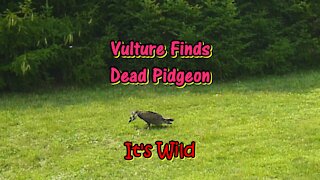Vulture Finds Dead Pidgeon