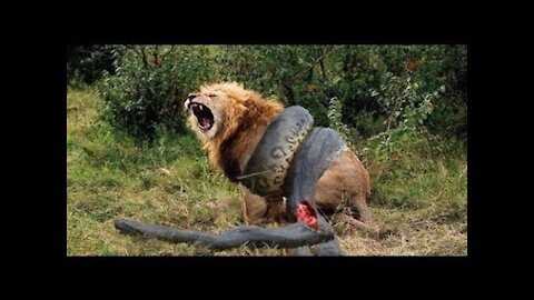 Wild Animal Attacks Amazing Wild Animals Attacks Craziest Animal Fights Caught On Camera