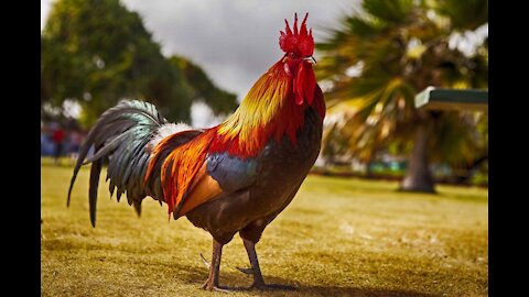 lovely rooster - alarm clock singer of every day