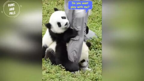 Funny baby pandas | Baby panda falling