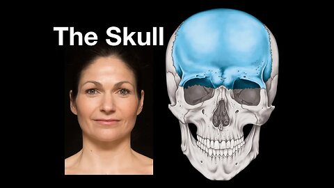 Skull bones, sutures and landmarks
