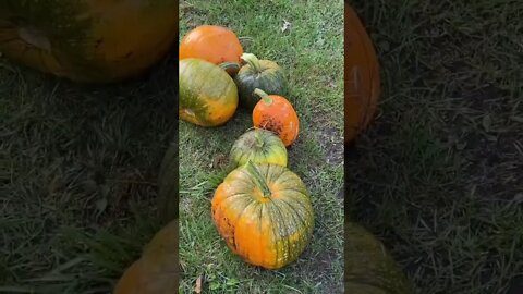 Let’s Harvest Pumpkins #shorts #pumpkins #gardening #halloween #fall